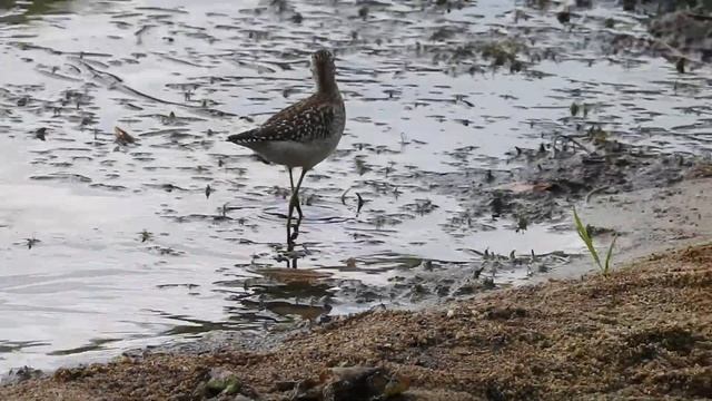 Фифи на Шарташе, 29 августа. смотреть онлайн