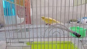 Почему канарейка не кормит птенцов? Что делать?