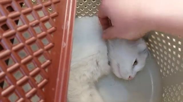 #35 Как и зачем мы кастрировали всех котов? Зачем кастрировать кота: Опасные вирусы кошек