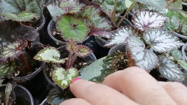 Обзор деток и фрагментов бегоний, выращивание на капилярных матах 04.10.23 смотреть онлайн