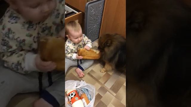 Голодный шпиц и малыш! СУПЕРВИДЕО #Приколы #Шпиц