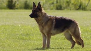 САМЫЕ УМНЫЕ ПОРОДЫ СОБАК - топ 5