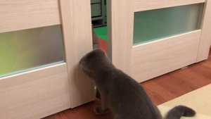 Кот и ребенок – опасно, весело или смешно?