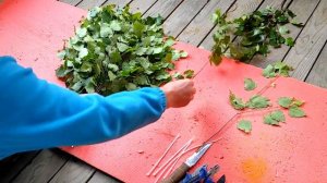 Как сделать берёзовый ВЕНИК для БАНИ. Раскрываю все секреты