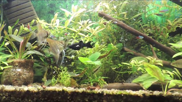 Кормление рыбок фаршем. Корм для аквариумных рыбок своими руками. смотреть онлайн