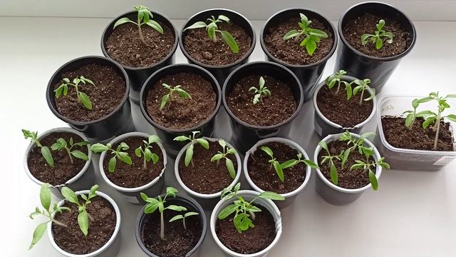 Уход за рассадой томатов на ранней стадии развития.м-н ДАЧА .Каменск-Уральский 07.03.23 смотреть онлайн