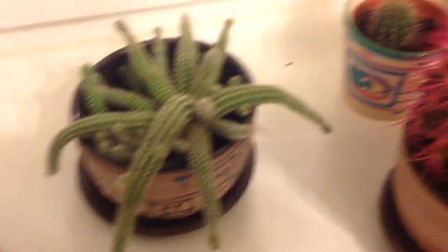 Продам кактусы смотреть онлайн