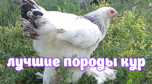 Лучшие породы кур. Светлая Колумбийская брама.