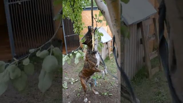 dog training Дрессировка собак. Питбультерьер атака дерева смотреть онлайн