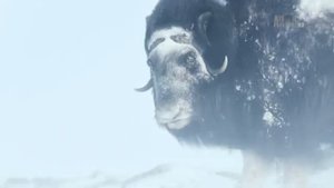 Неизведанная Европа. Земля льда и снега ⁄ Wildest Europe. Land of Ice and Snow (2016)