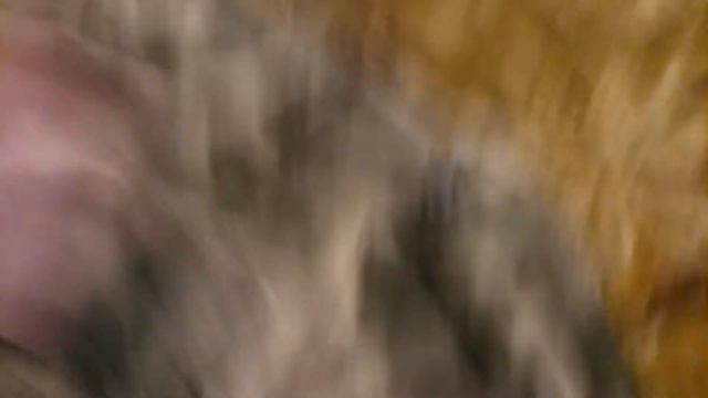 Обзор на ковре #2 - обзор новой формы смотреть онлайн