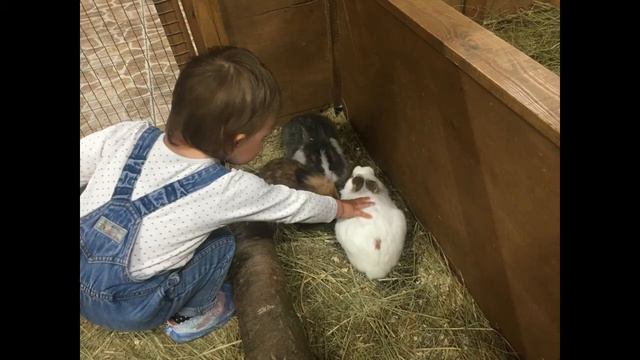 Куда пойти с ребенком?! - Контактный зоопарк | Advanced Mommy смотреть онлайн