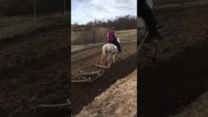 Закрываем овёс бороной после посадки