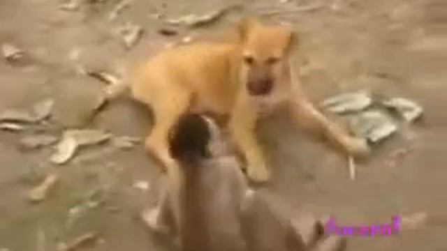 приколы, домашние животные смотреть онлайн