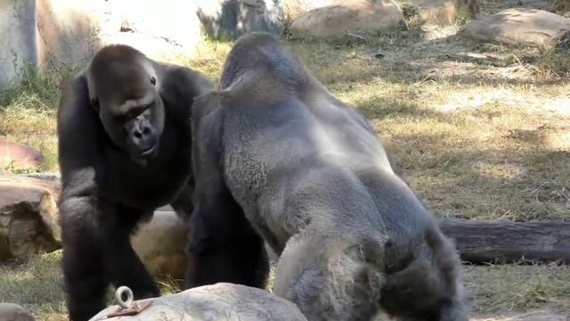 САМАЯ БОЛЬШАЯ ОБЕЗЬЯНА В МИРЕ И САМАЯ МАЛЕНЬКАЯ| ВСЁ ДЕТАЛЬНО РАССМОТРИМ|