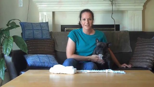 Premium Disposable Dog Diaper Review - Are they Worth the Money? смотреть онлайн