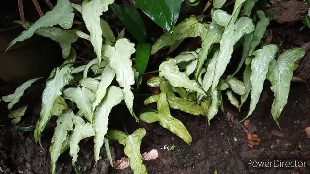 Syngonium Petruk | Very Rare Syngonium Ngern Lai Ma | Banyu Langit Cover | Didi Kempot смотреть онлайн