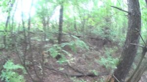 Тихая охота за грибами)Собираем грузди!