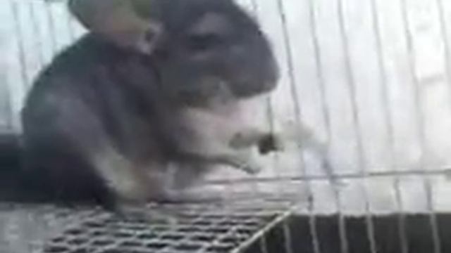 Зверь, типа зайца маленького. смотреть онлайн