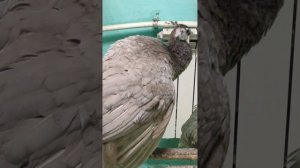 Павлин Персиковый. Как отличить самку от самца.