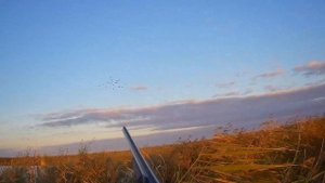 Охота на Утку.  Утрянка на озере Убинское.