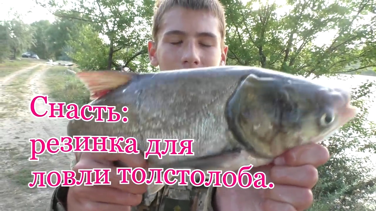 Снасть_ _резинка_ для ловли толстолоба. смотреть онлайн