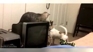 Коты против собак. Подборка. 2014