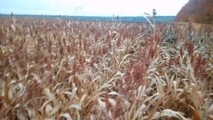 СОРГО??? Кто что думает о этой культуре?