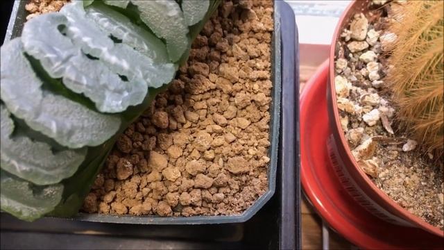 DOES AKADAMA GO BAD? - Haworthia Succulent Soil Mix (2019) смотреть онлайн