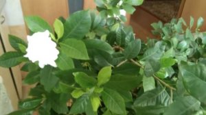 ГАРДЕНИЯ ЦВЕТЁТ. Сентябрь. Обрезать куст  или нет.?