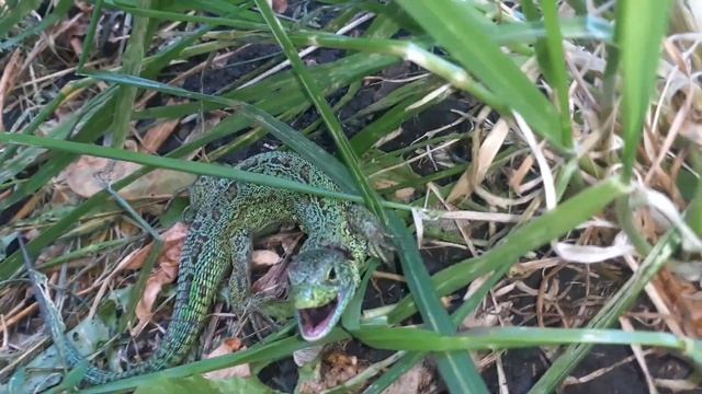 Очень злая ящерица смотреть онлайн