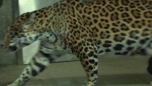 Детенышей ягуара в Ленинградском зоопарке назвали Тито и Атау