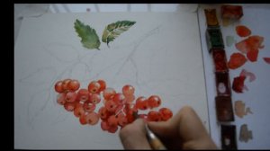 Как нарисовать рябину, рябина акварелью