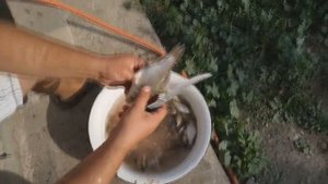 Котлеты из живых карасей #1