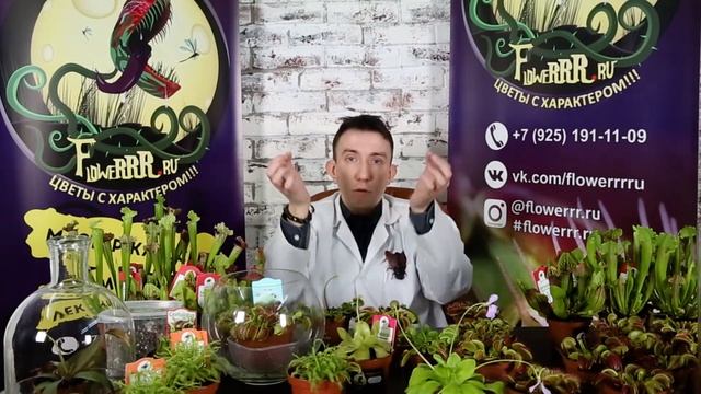 Влияние удобрений на хищные растения
