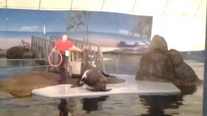 Дельфинарий - сивуч Маша