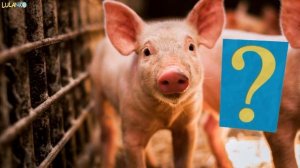 Learn animals names and sounds - Animals for kids - Vocabulary for kids + QUIZ ?