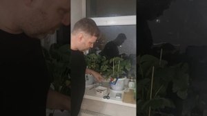 Клубника ремонтантная, сорт "Мурано". Клубника на подоконнике.