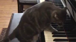 Кошка Нора играет на пианино
