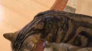 КОТ ШИПИТ НА МЕНЯ, это просто кошмар...))