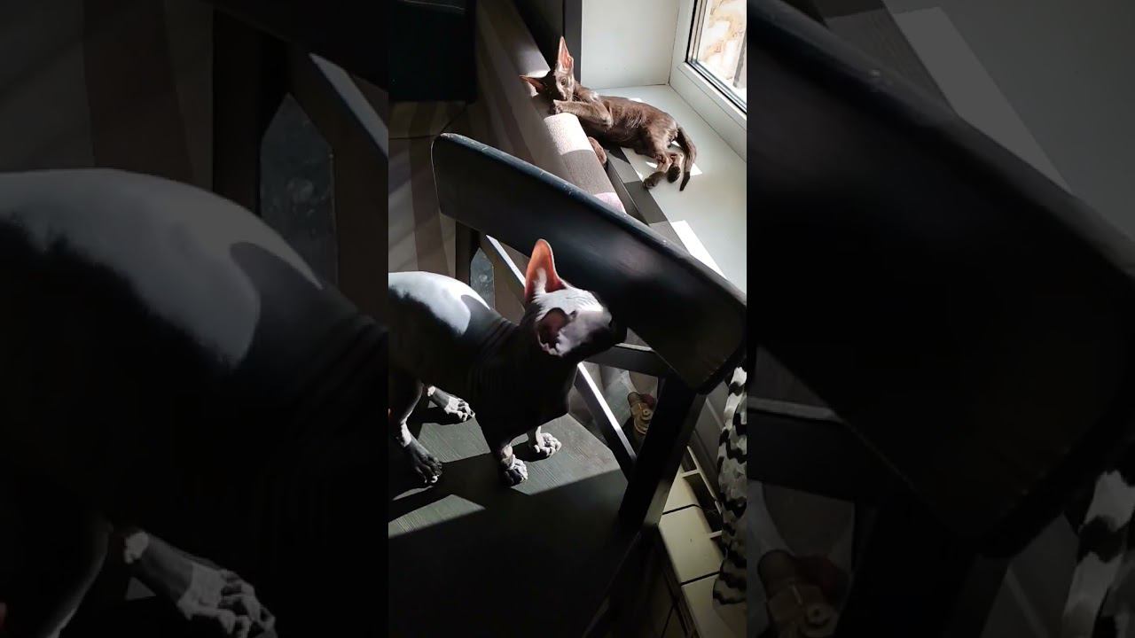Забавные котята#catshorts #котята # смешныекоты