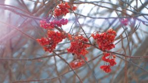 белка ворует у птиц