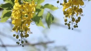 Новая песня Светланы Маловой "Улыбайся..."