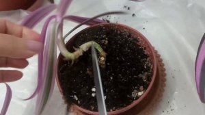 Комнатные цветы| Цветение Сеткреазии| Посадка черенков Рео