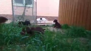 Доберманчики. 33 дня. на прогулке