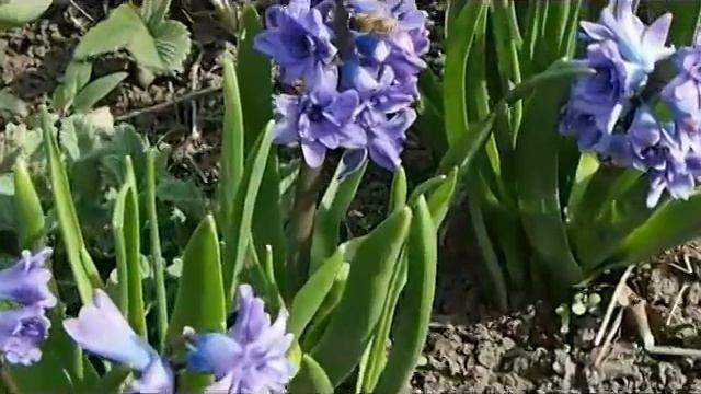 Геоцинты и пчёлы смотреть онлайн