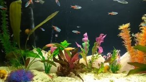 Аквариум 120 л. Неоны, разбора, данио рерио, ампулярии.