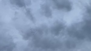 Мои дикуши! Голуби Махачкала. Голуби Дагестан