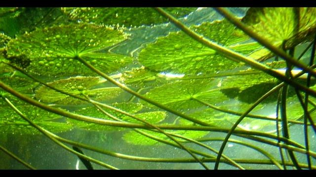 ЧТО ПРОБУЖДЁННЫЙ КОЛЛЕКТИВ ДЕЛАЕТ ЗДЕСЬ НА ЗЕМЛЕ 2023 Арктур СОВЕТ 9д, через Даниэль Скрентона смотреть онлайн