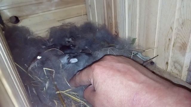 НОВОРОЖДЁННЫЕ КРОЛЬЧАТА.